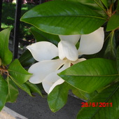 magnolia  tez   zakwitla
