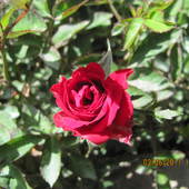 Moja róża