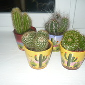 Moje nowe kaktusiki