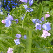 Niebiesciotki  Kwiat