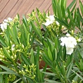 oleander mojej mamy