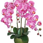 Orchidea(Storczyk)