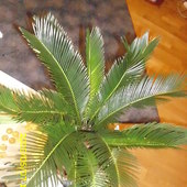 palma cykas