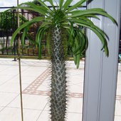 palma madagaskarska