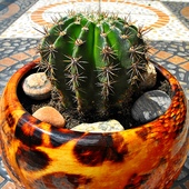 Przytul kaktusa - kolce też potrzebują miłości...