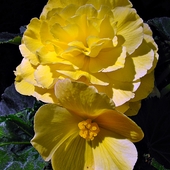 Przytulone - kwiat męski i kwiat żeński