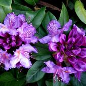 Rododendron 'Lee's Dark Purple'