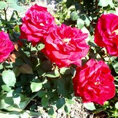 róża bordowa