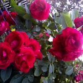 róża czerwona krzewiąca