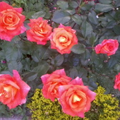Róża Rabatowa Wiel