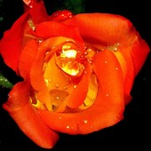 Róża To Kwiat...ze