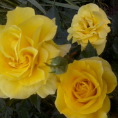 różą żółta