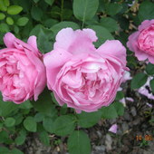Róże Na Lato Dla P