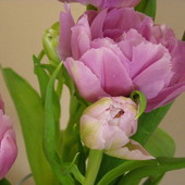 tulipan pełny...