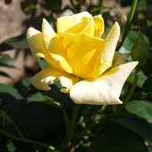 Żółta roża
