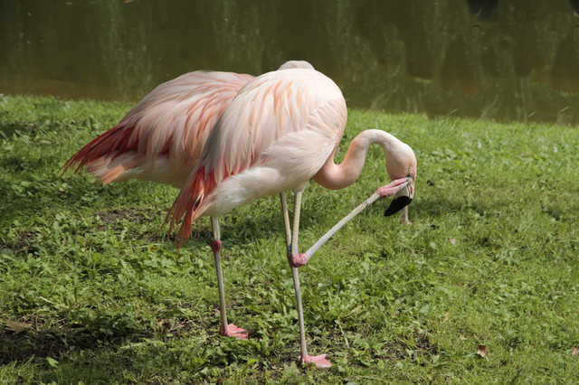 Flamingi czylijskie