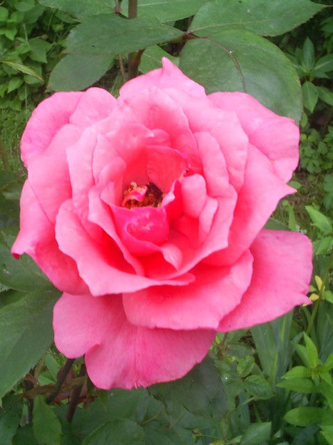Imieninowa róża dla Halinki