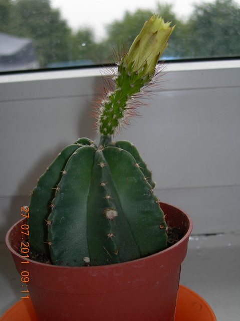 Kaktus dumny ;-) a jaką mi radość sprawił :)