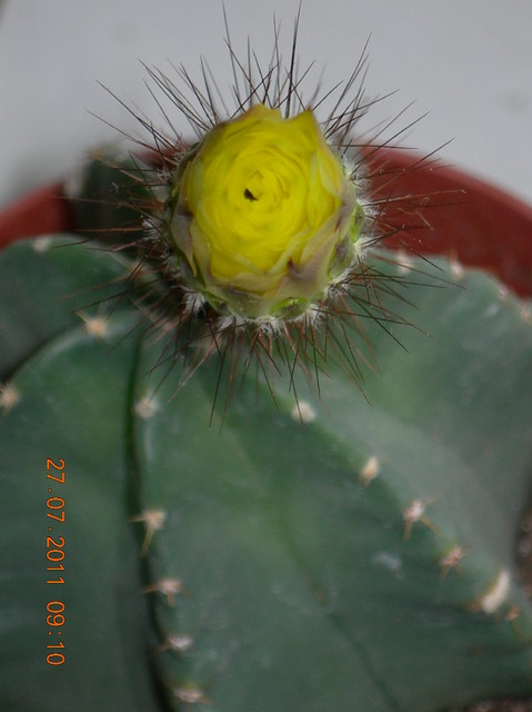 Kaktusy nie zawsze kłują :)