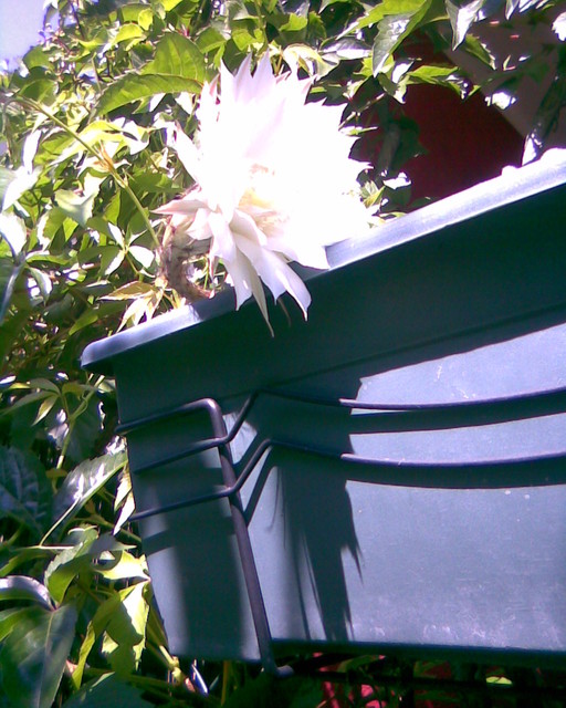 Kwitnący kaktus na balkonie