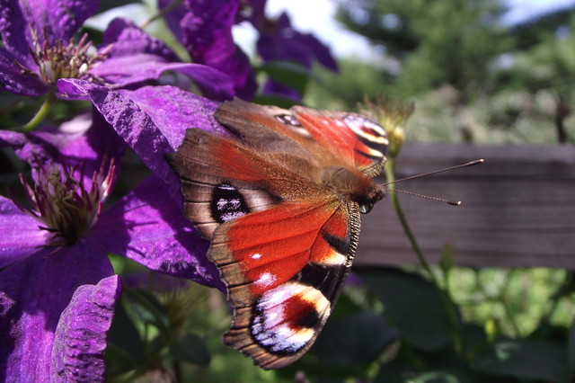 Motyl kolorowy