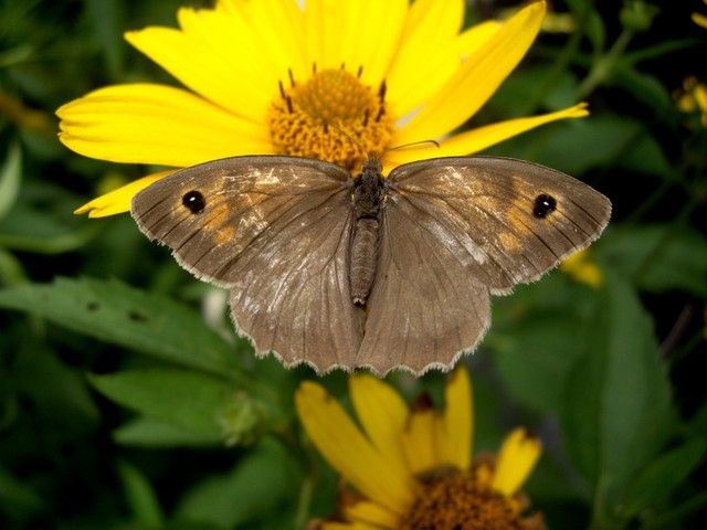 Motylowe piękno - przestrojnik jurtina w skromnej szacie