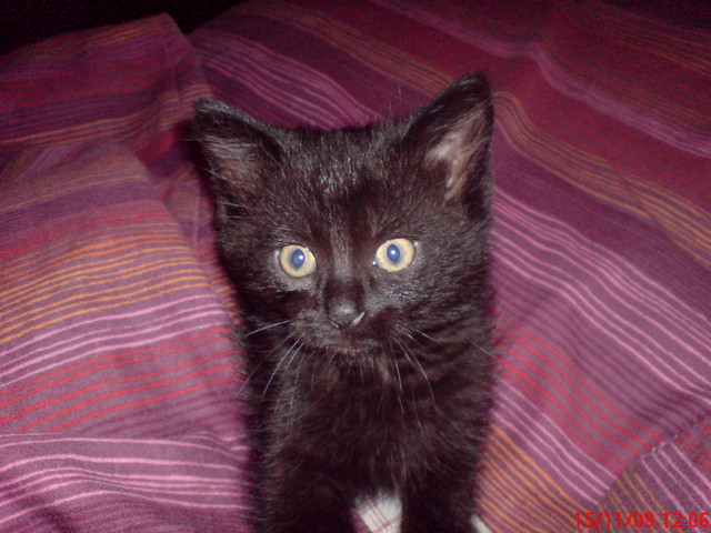 nasz kotek jak był mały (2009)