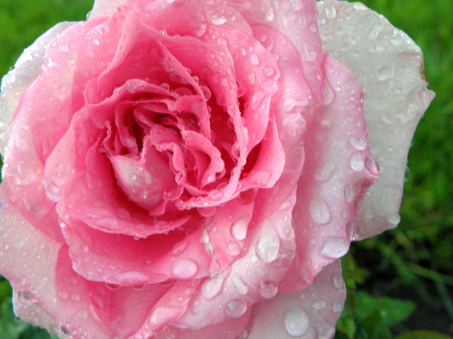 Róża  ''BEVERLY'' w deszczu...