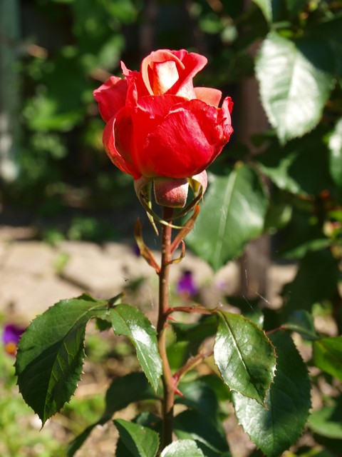 Roża