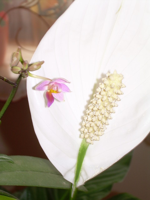 Skrzydłokwiat i phaleonopsis equatris