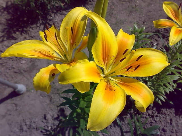 Żółte lilie mojej mamy