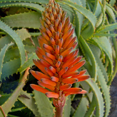 Aloes.