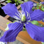 Clematis '‘Rhapso