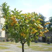 drzewko  pomarańczy