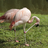 Flamingi czylijskie