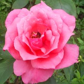 Imieninowa róża dla Halinki