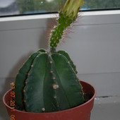 Kaktus Dumny ;-) A J