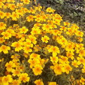 Kwiaty na skalniaku