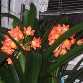 kwiaty Marysi