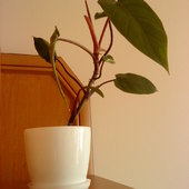 Młodzutki filodendron czerwieniejący