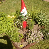 Mój ogródek ziołowy :)
