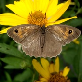 Motylowe piękno - przestrojnik jurtina w skromnej szacie