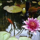 Nymphaea Attraction,