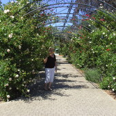 Ogrod rozany