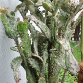 Opuntia Monacantha V
