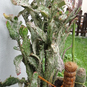 opuntia monacantha variegata