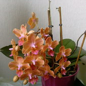 orchidejka ;)))