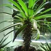 palma madagaskarsa, gwiazda stepowa