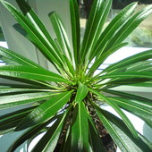 palma madagaskarsa, gwiazda stepowa