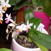 Phaleonopsis equatris i Mini Markt